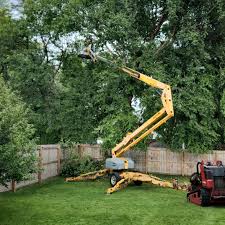 Tree and Shrub Care in Jerome, ID